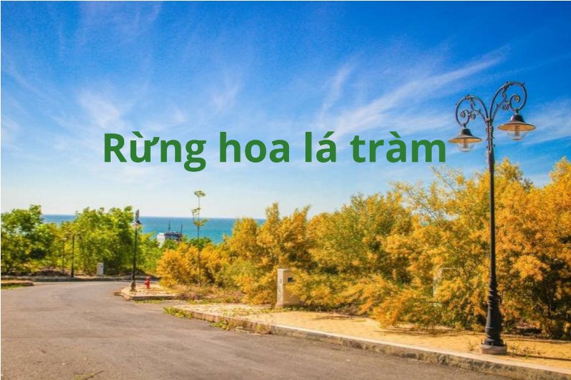 Du lịch Phan Thiết khám phá rừng keo lá tràm rực rỡ.